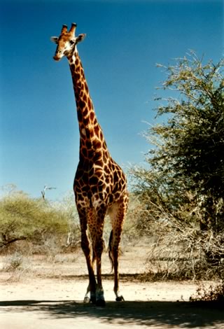 Giraffa - Kruger National Park