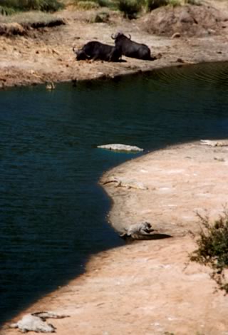 Bufali e coccodrilli - Kruger National Park