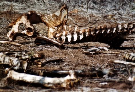 Ossa - Kruger National Park