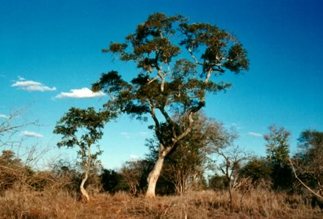 Apple-leaf - Kruger National Park