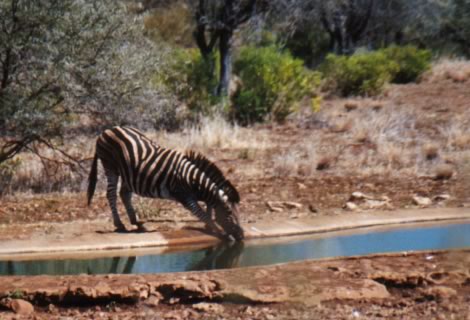 Zebra - Kruger National Park