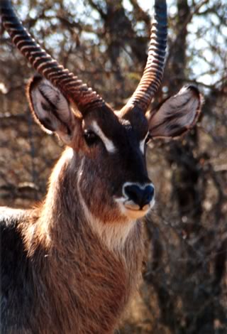 Waterbuck - Kruger National Park