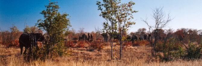 Elefanti - Kruger National Park