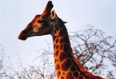 Giraffa - Kruger National Park