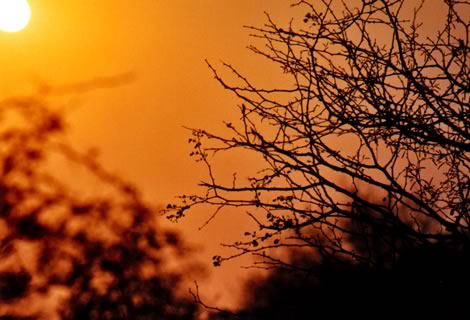 Alba - Kruger National Park