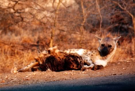 Iene - Kruger National Park