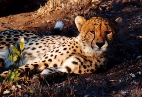 Ghepardo - Inyati Private Game Reserve
