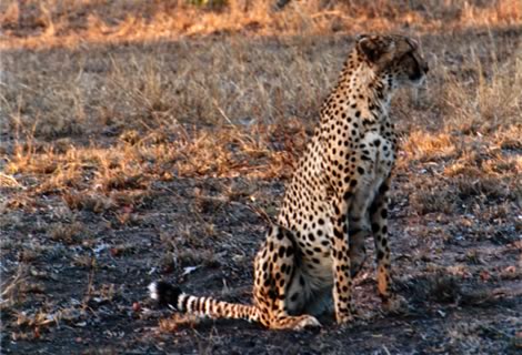 Ghepardo - Inyati Private Game Reserve