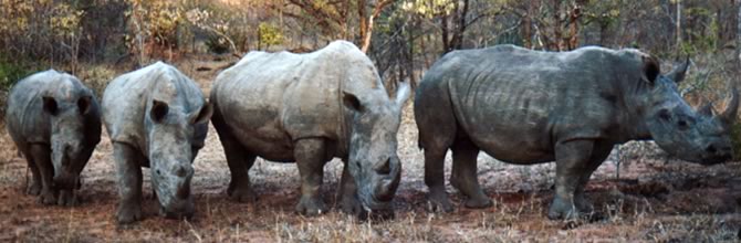 Rinoceronti bianchi - Inyati Private Game Reserve