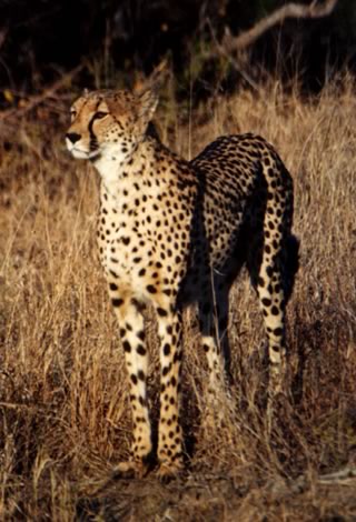 Ghepardo - Inyati Private Game Reserve