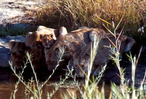 Leoni - Inyati Private Game Reserve