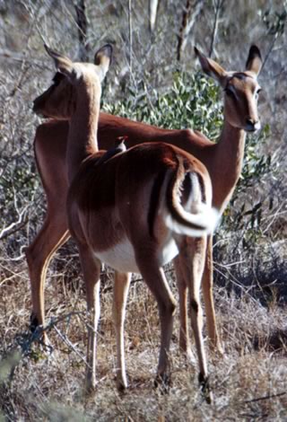 Impala e redbilled oxpecker - Inyati Private Game Reserve