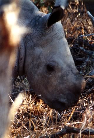 Baby rinoceronte (3 giorni) - Mkhaya Game Reserve
