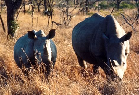 Rinoceronti bianchi - Mkhaya Game Reserve