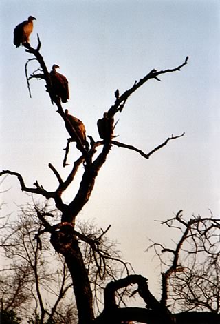 Avvoltoi - Mkhaya Game Reserve