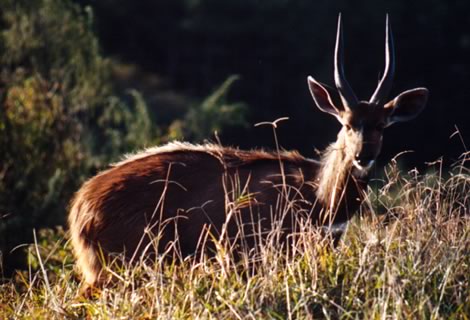 Nyala - Hluhluwe-Umfolozi Park