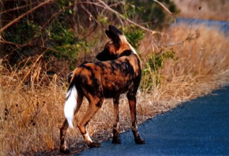 Wilddog (licaone) - Hluhluwe-Umfolozi Park