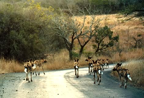 Licaoni - Hluhluwe-Umfolozi Park