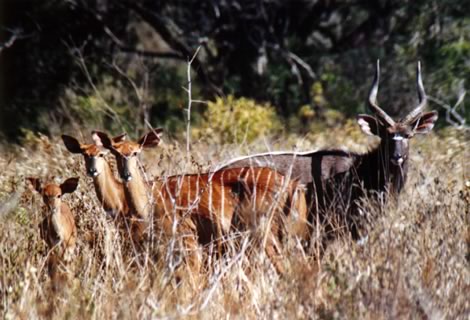 Famiglia di nyala  - Hluhluwe-Umfolozi Park