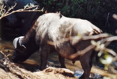 Bufalo - Hluhluwe-Umfolozi Park