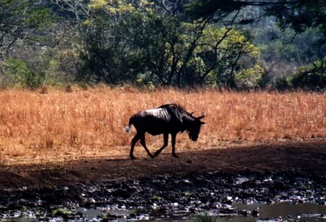 Gnu - Hluhluwe-Umfolozi Park