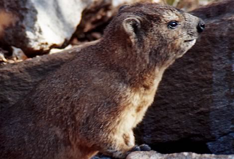Rock dassie - Ithala Game Reserve