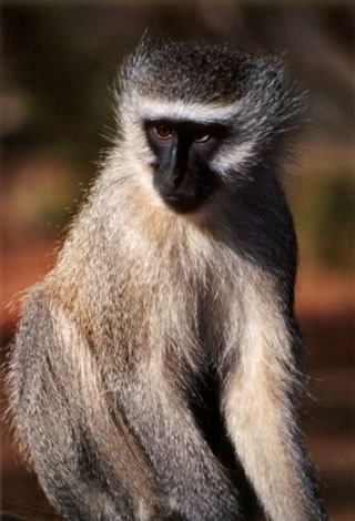 Vervet monkey - Sabie