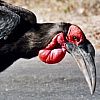 Ground hornbill