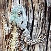 Blue-headed tree agama