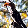 Yellow-billed hornbill 