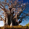 Baobab