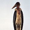 Marabou stork