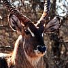 Waterbuck