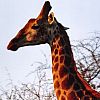 Giraffa