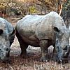 Rinoceronti bianchi