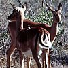 Impala e redbilled oxpecker