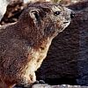 Rock dassie