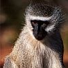 Vervet monkey