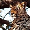 Leopardo