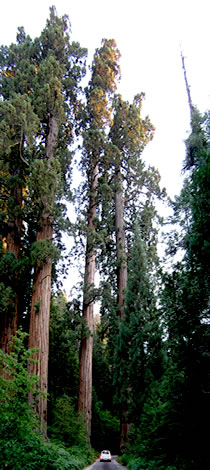 altezza sequoia