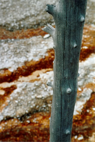 petrified tree