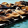 sea lions