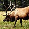 elk