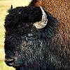 bison